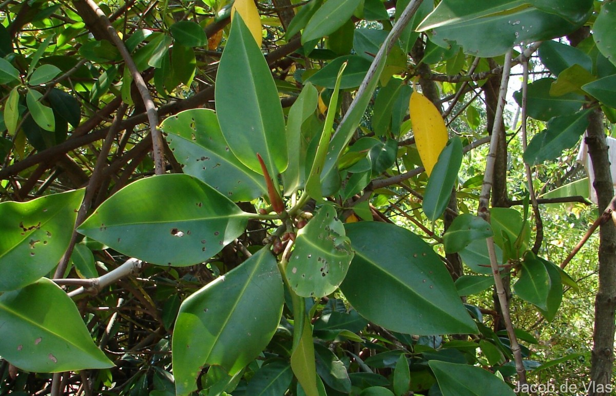 Rhizophora apiculata Blume